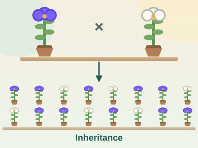 Inheritance